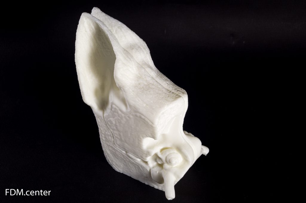 Анатомическая модель уха собаки 3d печать