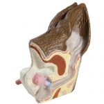 Анатомическая модель уха собаки 3d печать