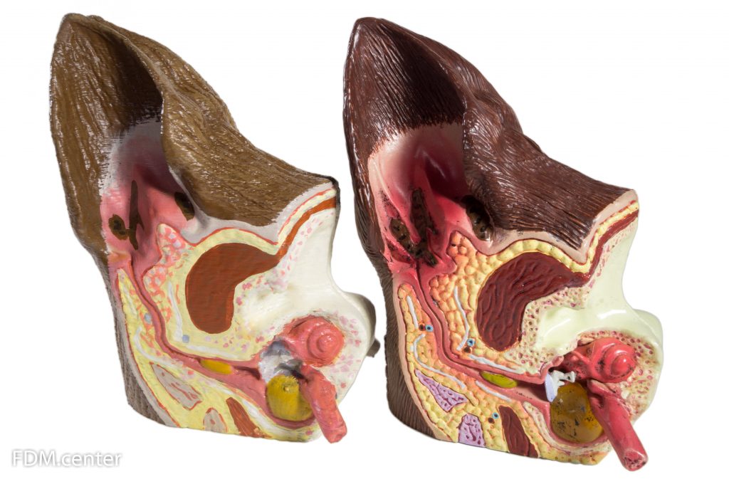 Анатомическая модель внутренних органов 3d печать