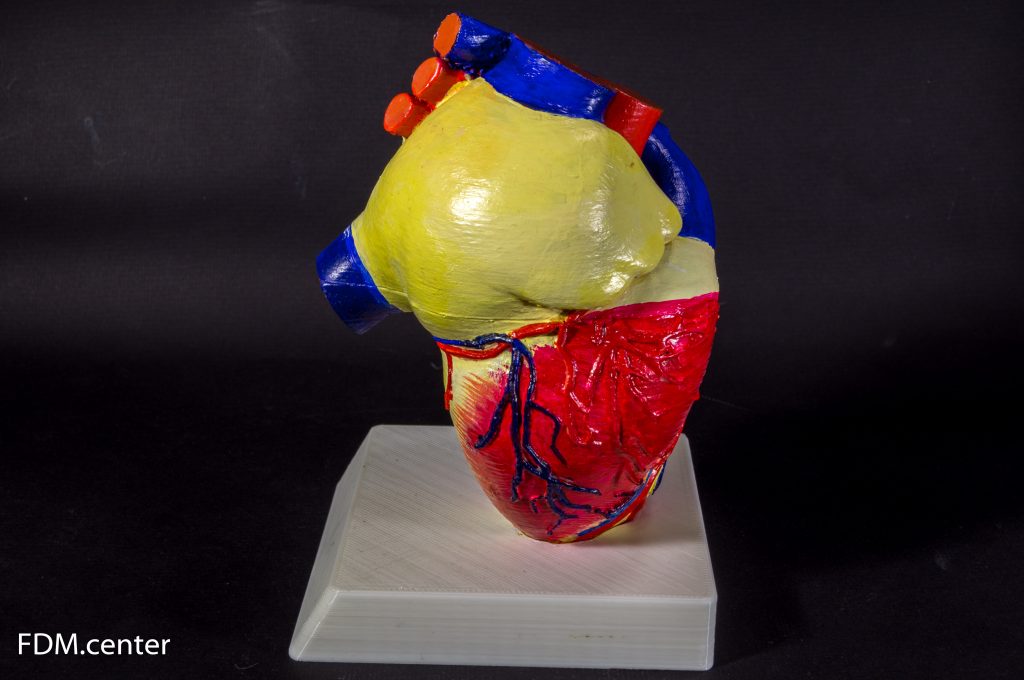 Анатомическая модель сердца 3d печать