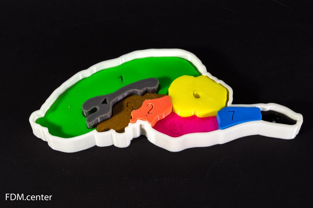 Учебная модель мозга собаки 3d печать